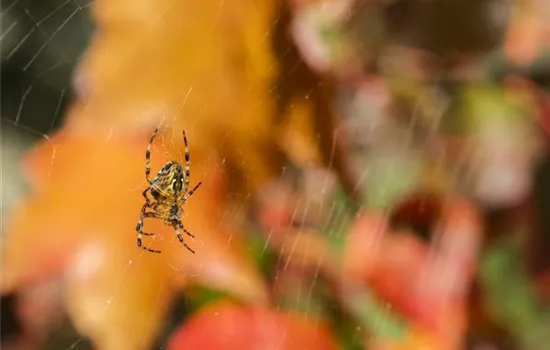Spinne, Schnecke und Co. schützen: Laubsauger vermeiden