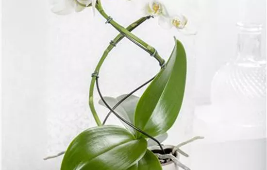 Orchideenstäbe