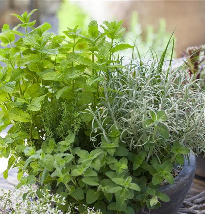 Küchenkräuter