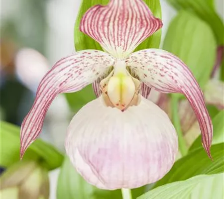 Orchideen im Garten
