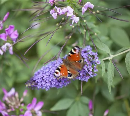 Schmetterlingsweide Buddleja
