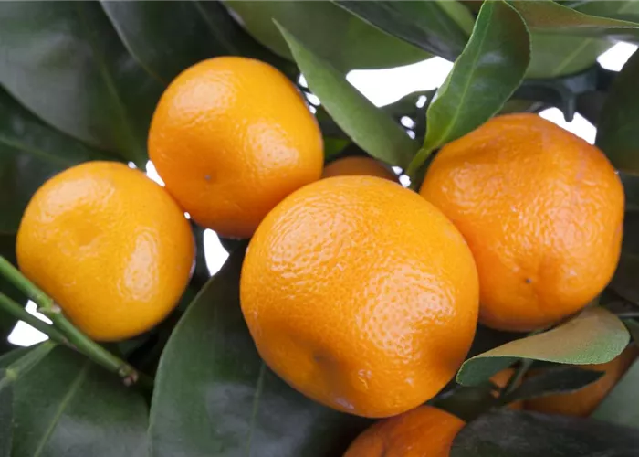 Orangen im Beet
