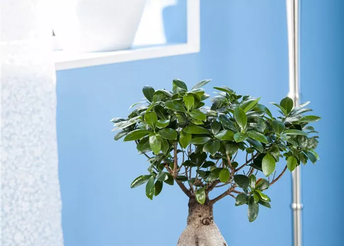 Zimmerbonsai umtopfen