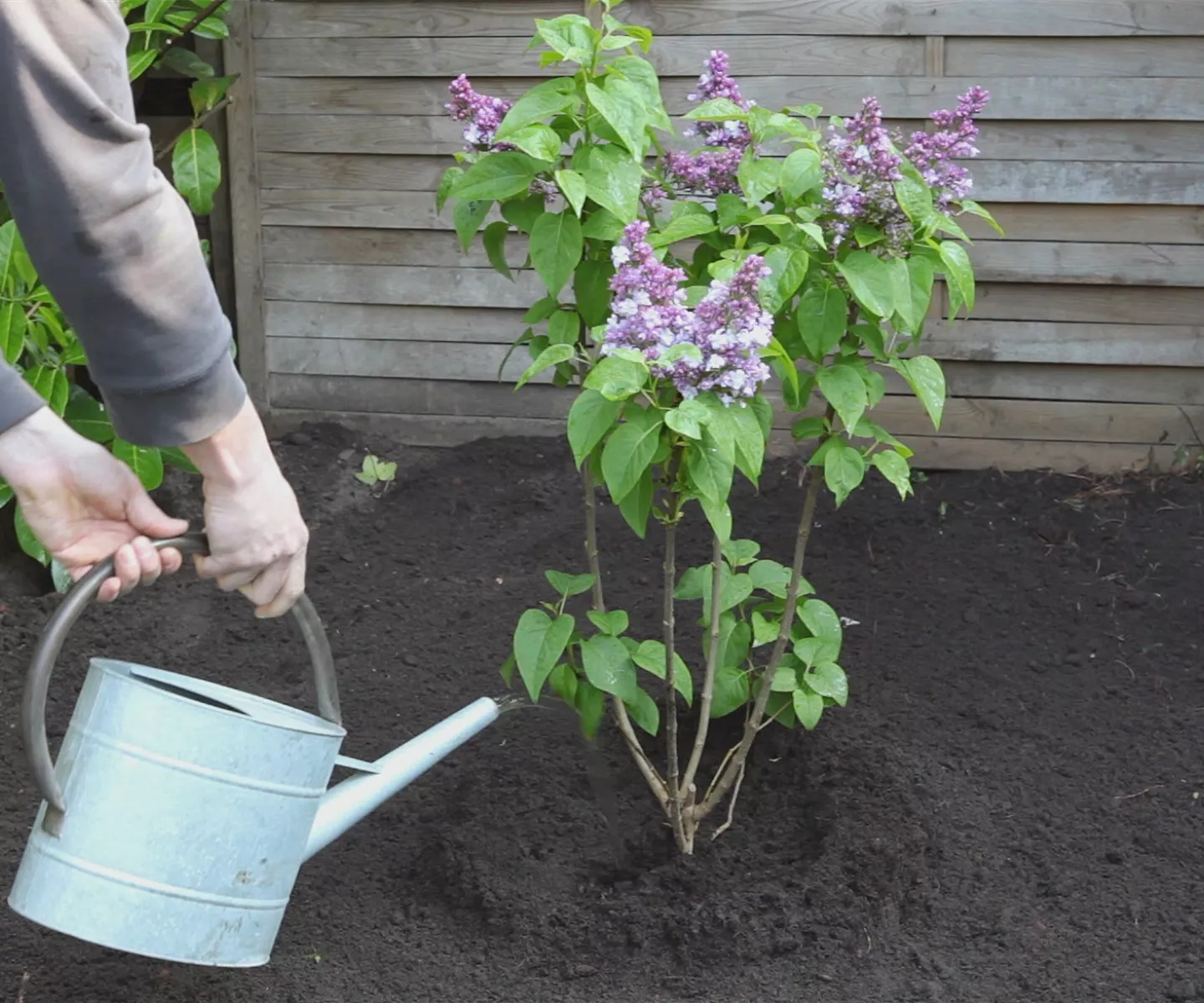 Flieder - Einpflanzen im Garten
