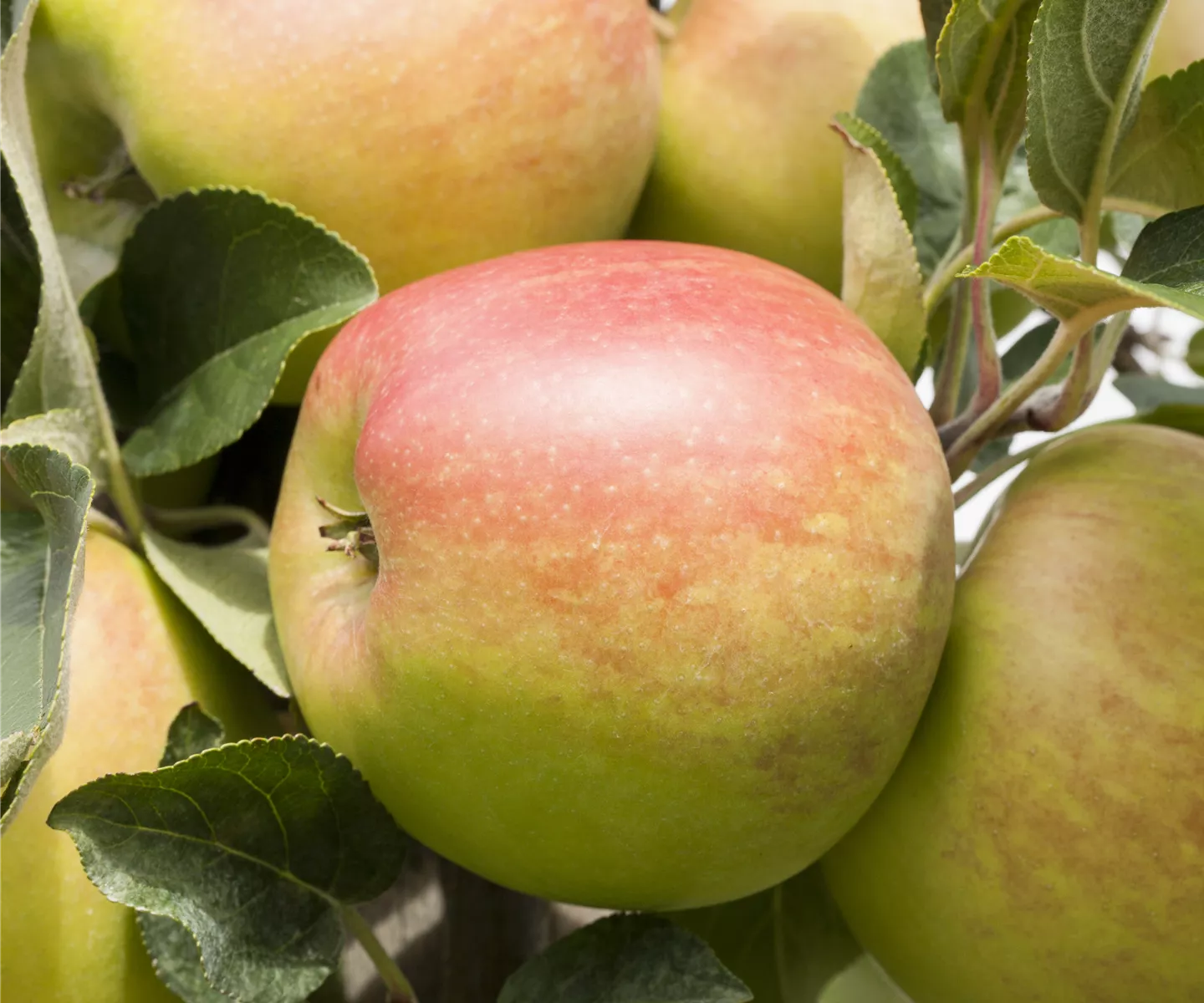 Schorfige Äpfel sind nicht giftig