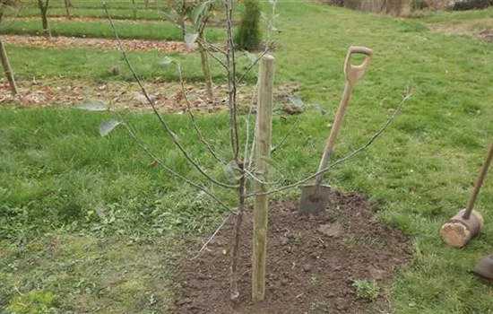 Apfelbaum - Einpflanzen im Garten Apfelbaum - Einpflanzen im Garten