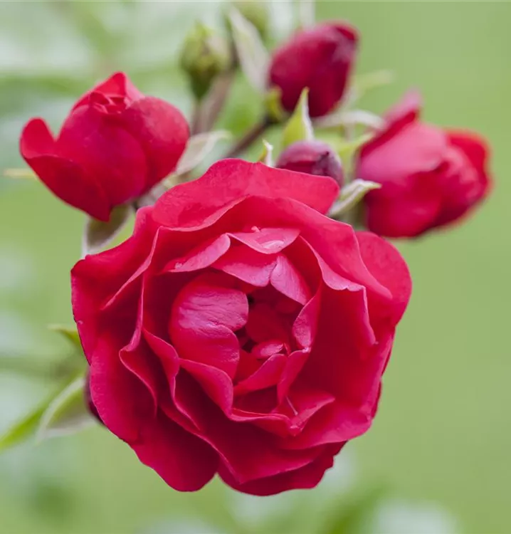 Bodendeckerrose