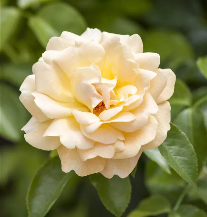 Strauchrose