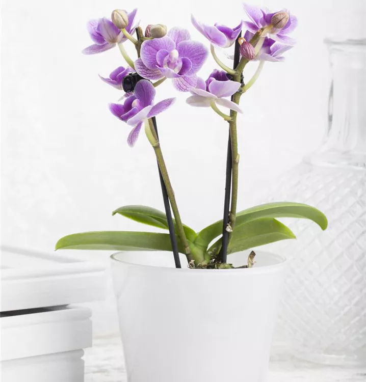 Mini-Schmetterlingsorchidee