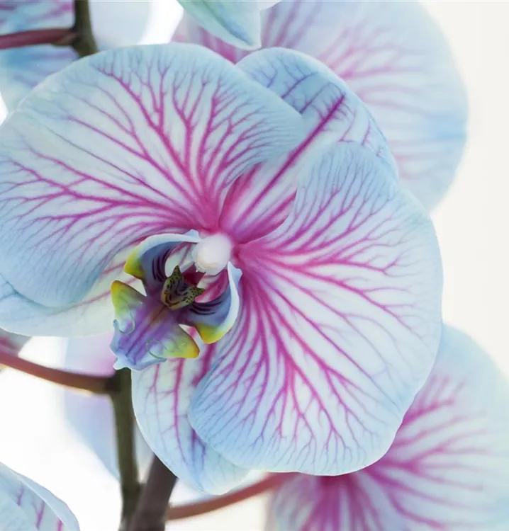 Schmetterlingsorchidee