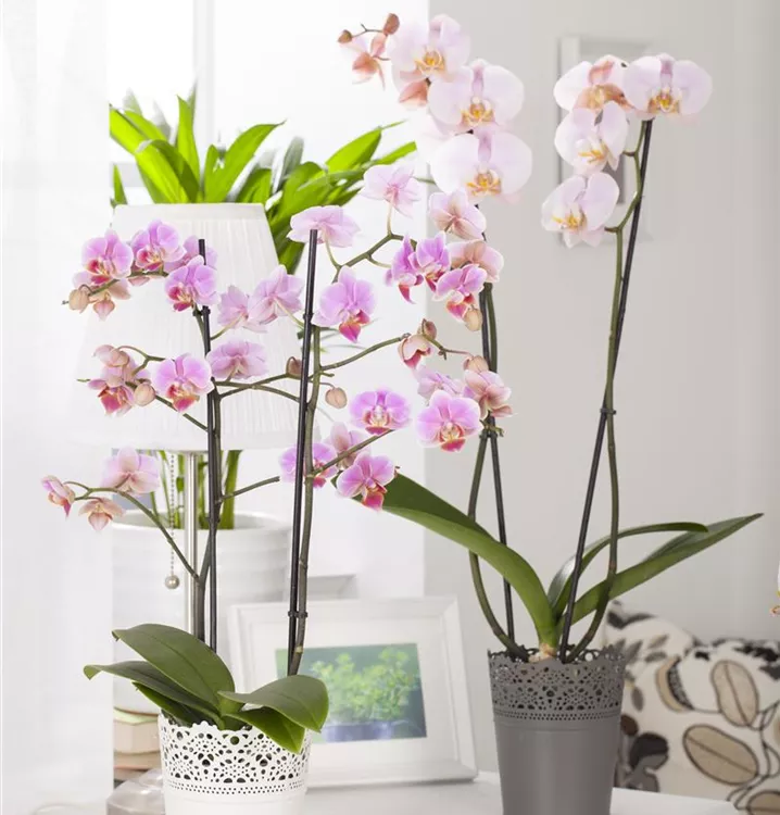 Schmetterlingsorchidee