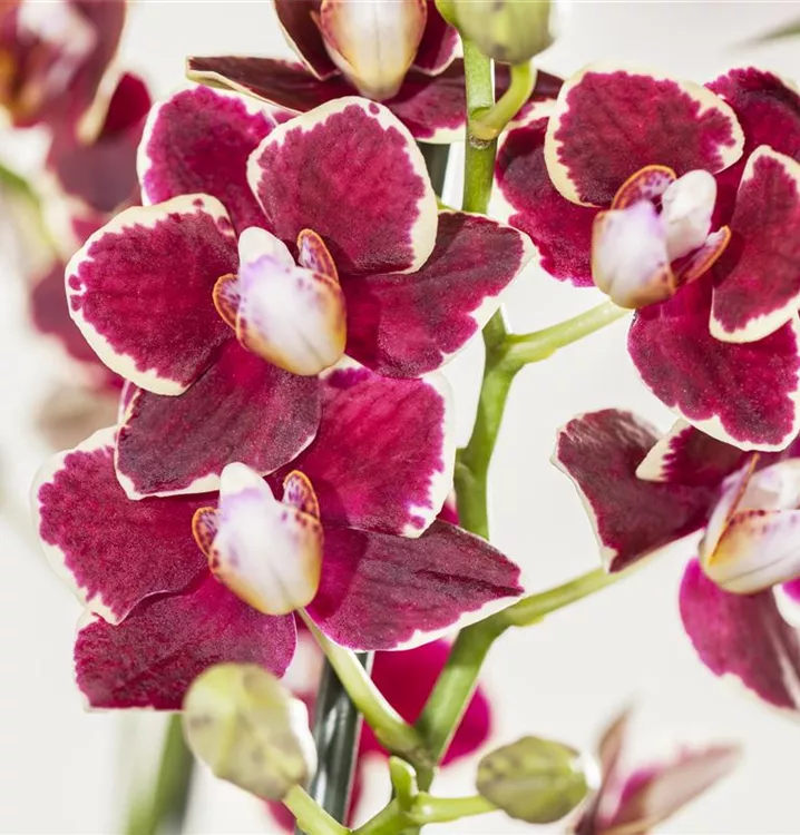 Schmetterlingsorchidee