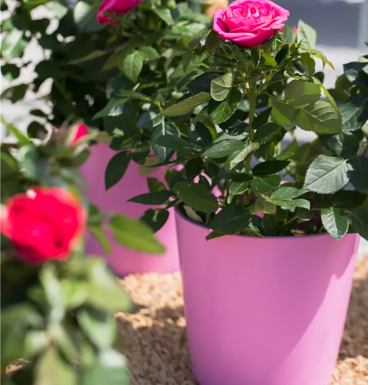 Topfrose