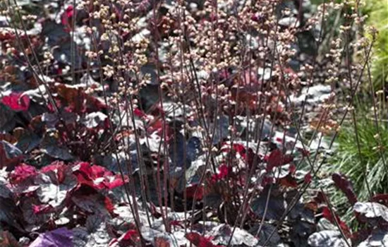 Heuchera micrantha