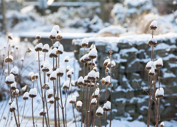 Stauden vor Frost schützen