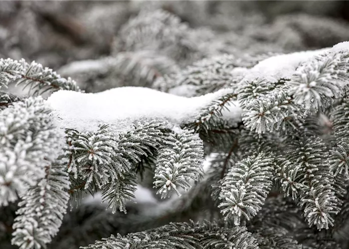 Schnee im Garten: damit die weiße Pracht nicht zur Last wird