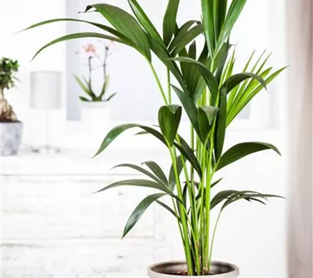 Pflanzen-Giganten mit Stil und Charme