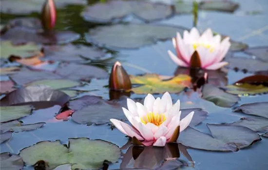 Nymphaea