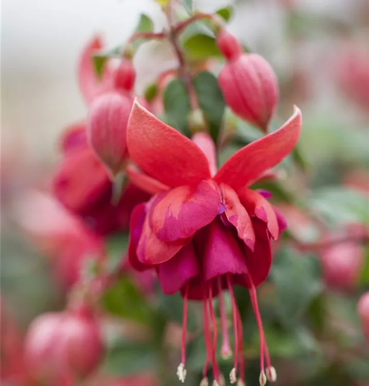Fuchsie 'Jollies'®