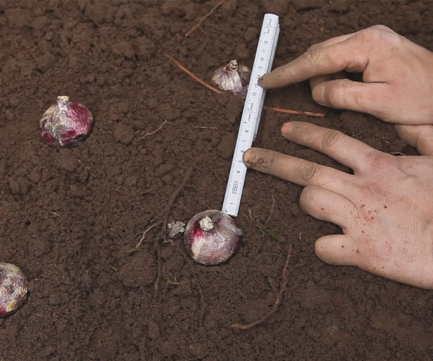 Hyazinthen - Blumenzwiebeln einpflanzen