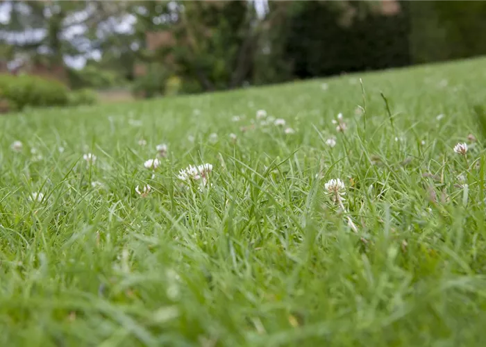 Die Kleintierwiese – schaffen Sie Lebensraum für Kaninchen und Co.