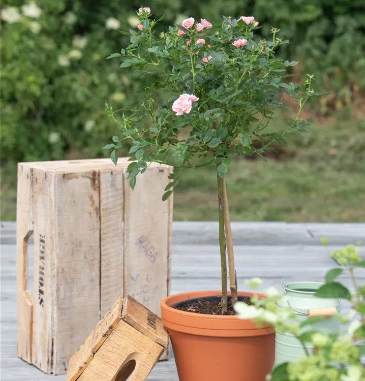 Rosenstämmchen
