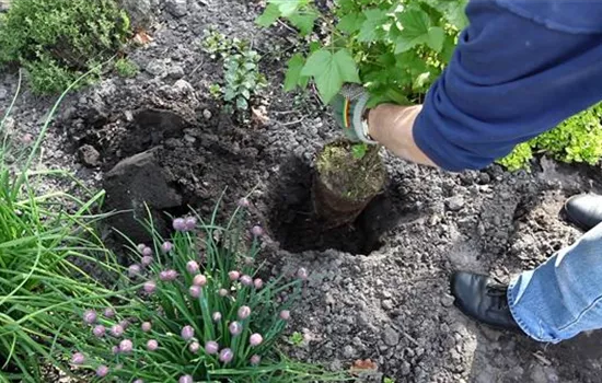Schwarze Johannisbeeren - Einpflanzen im Garten