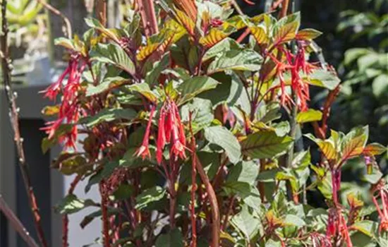 Fuchsien überwintern - Rückschnitt und Pflege Fuchsien überwintern - Rückschnitt und Pflege